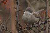 20131229_Siberische braamsluiper_3_Eemshaven